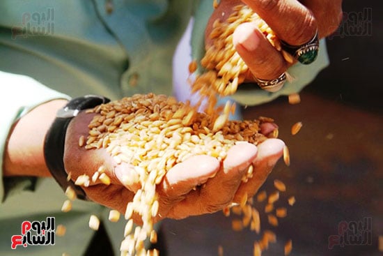 الذهب-الأصفر