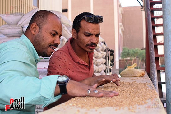 تفقد-نقاوة-القمح