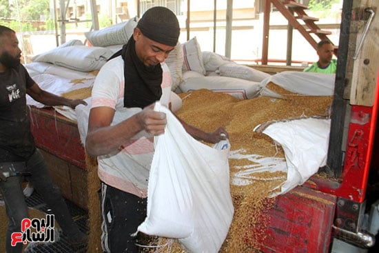 تفريغ-أجولة-القمح