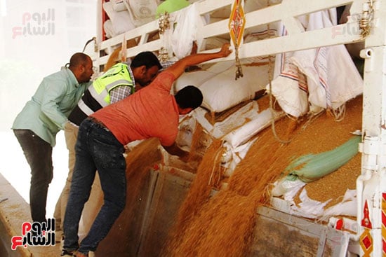 تفريغ-شحنات-القمح_1