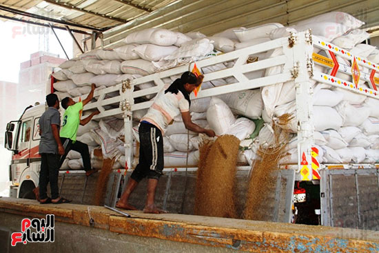توريد-القمح_4