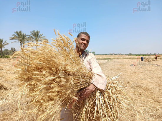 فرحة-الغيطان