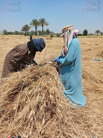 الايادى-الناعمة-تحصد-القمح