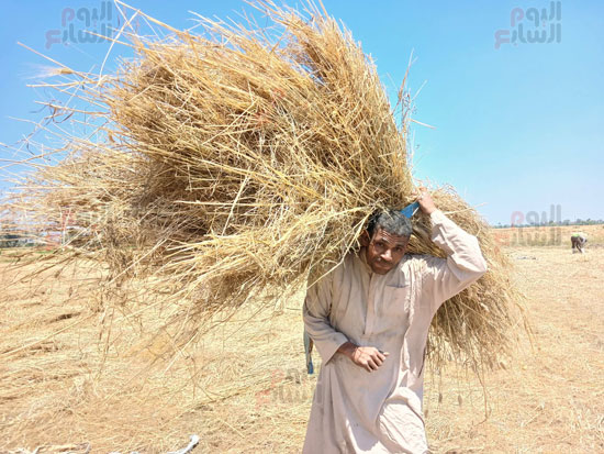 الايادى-العاملة-تحصد-القمح