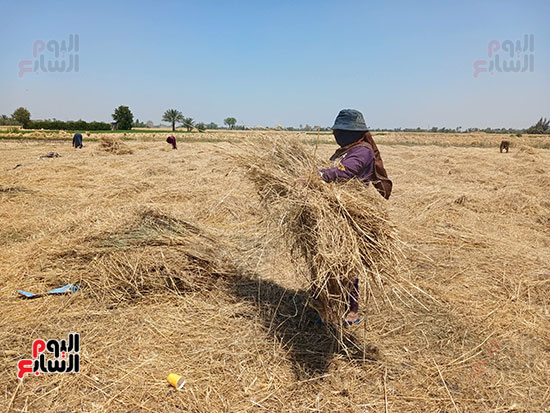سيدات-الشرقية-في-الصدارة..-ملحمة-كفاح-بحقول-حصاد-القمح
