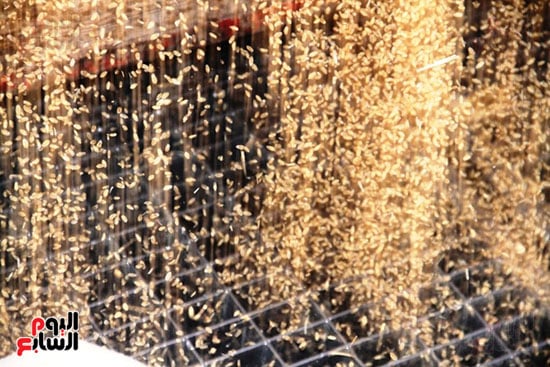 حبات-القمح-