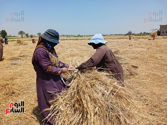 موسم-حصاد-الذهب-الاصفر
