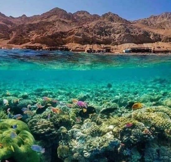 الشعب المرجانية