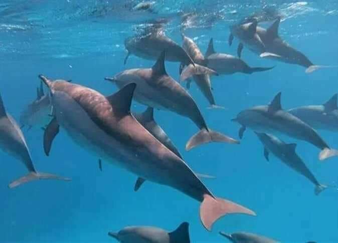 اسراب الدلافين في صمداى 