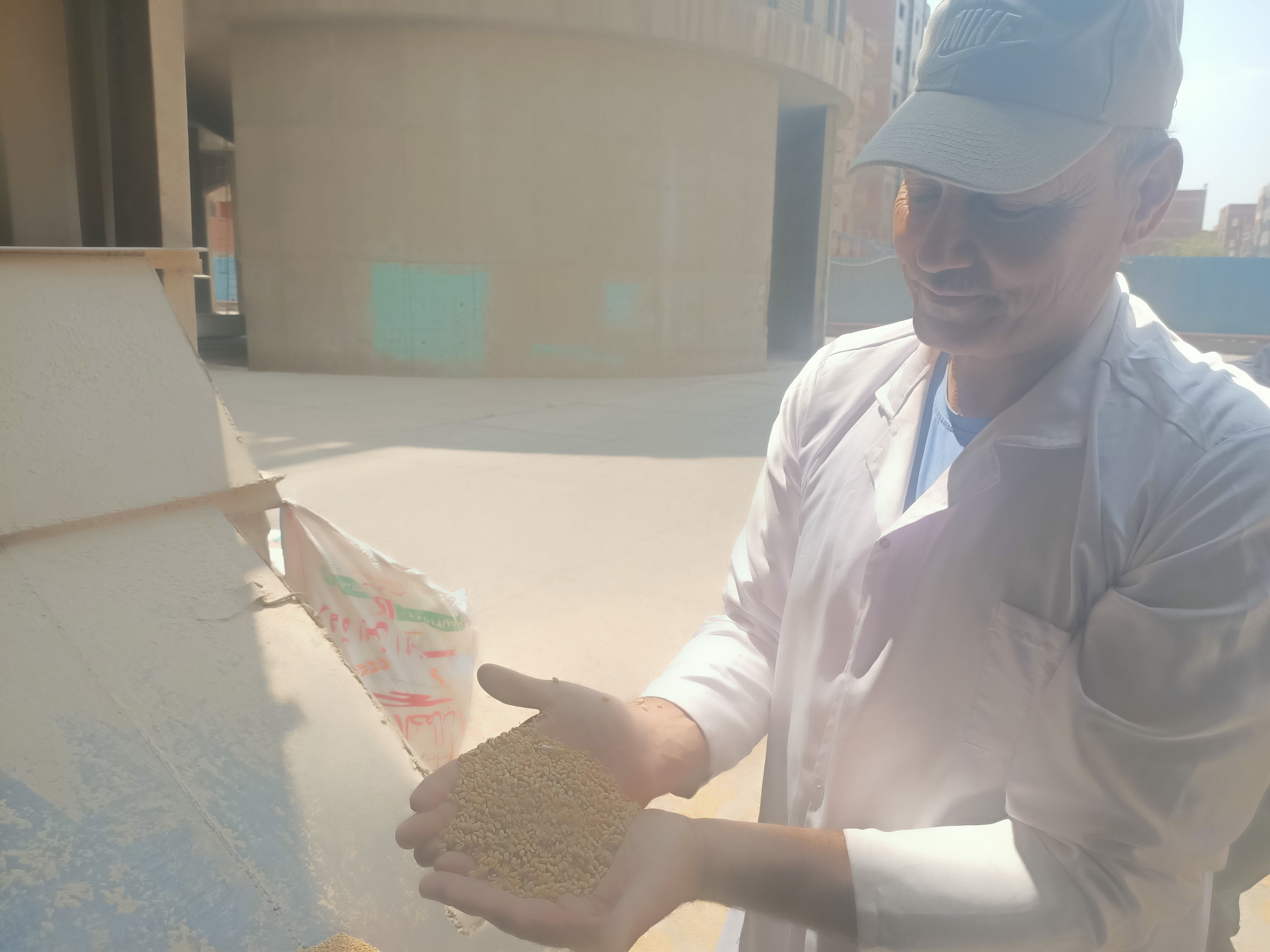 محصول القمح 