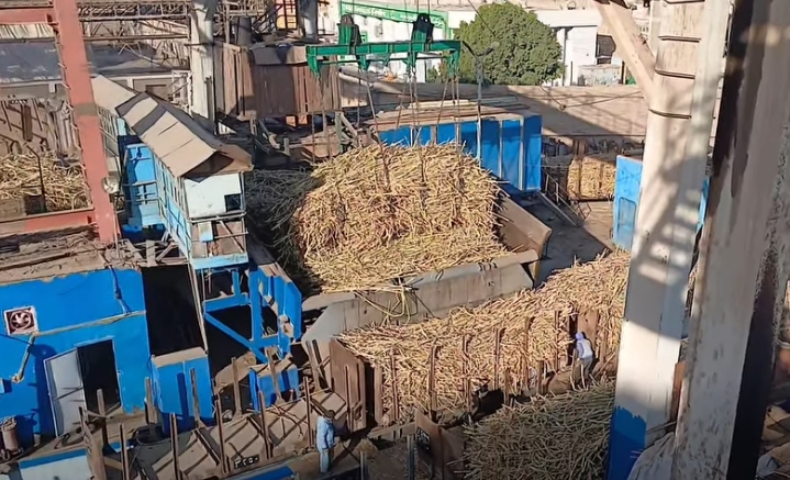 موسم توريد قصب السكر من المزارع بقرى ونجوع الأقصر