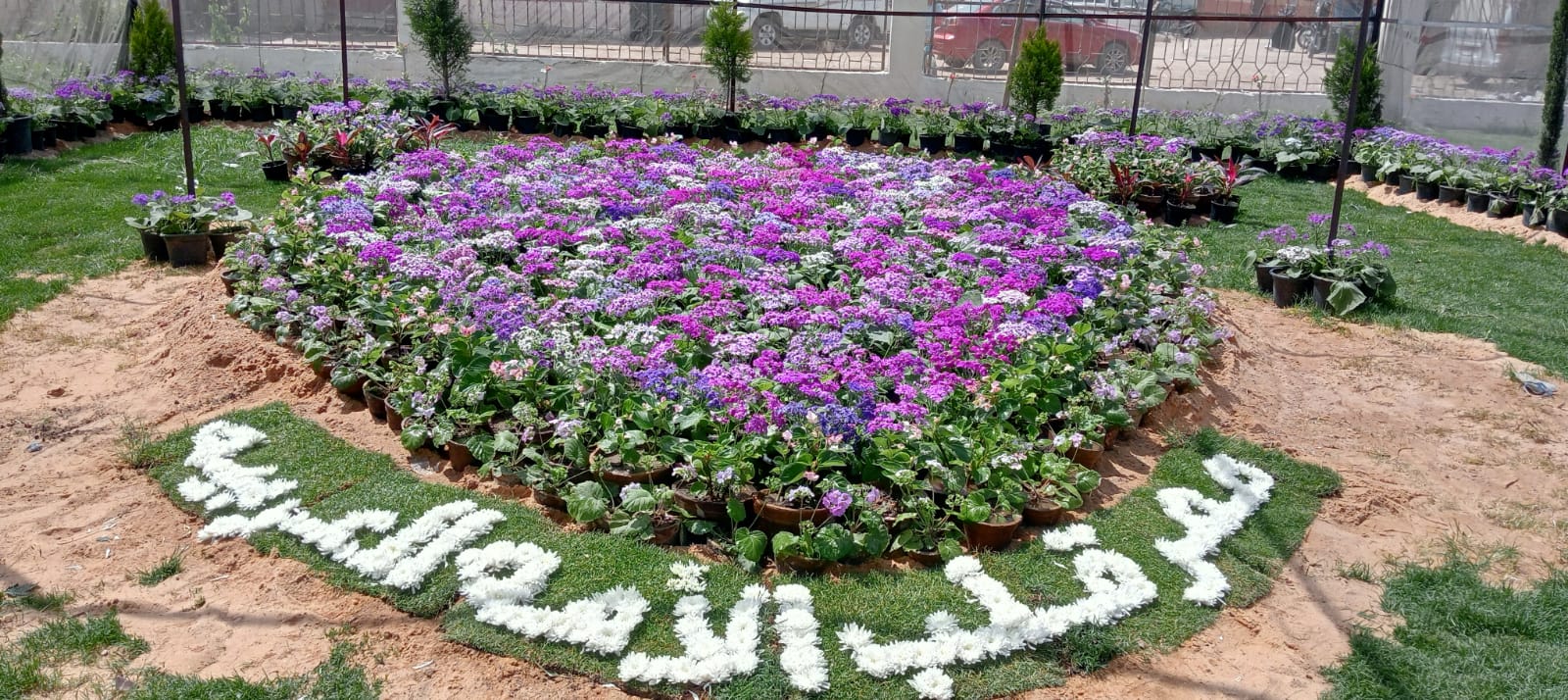 جمال الورود