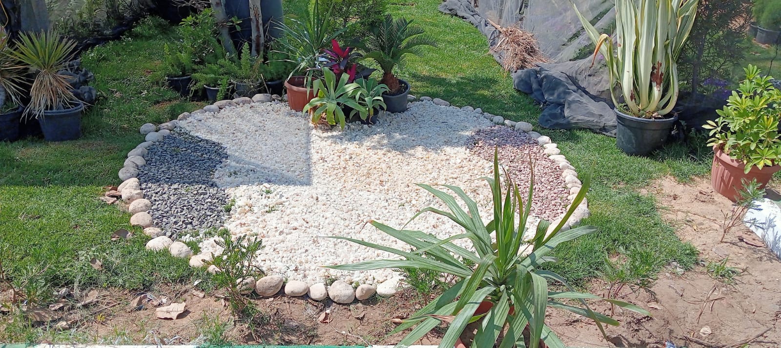 أنواع الصبارات بالمعرض