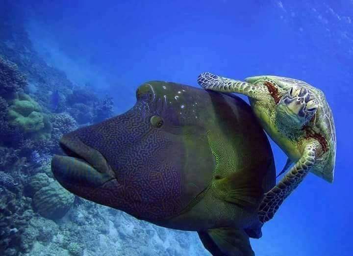 الحياة البحرية بمرسي علم