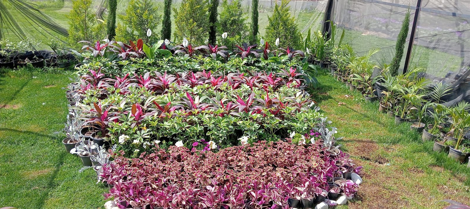 الورود بالمعرض_1