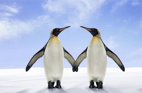 اليوم العالمى للبطريق