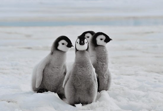 يوم البطريق