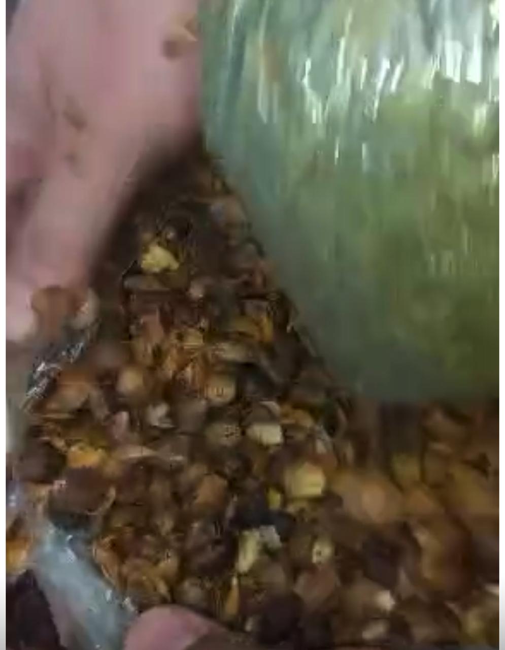 المضبوطات (11)