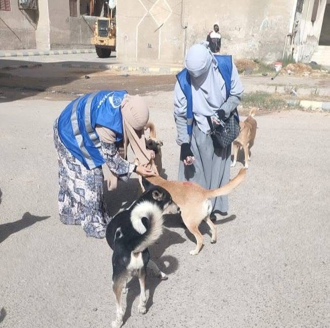 الفرق البيطرية خلال تطعيم الكلاب ضد السعار
