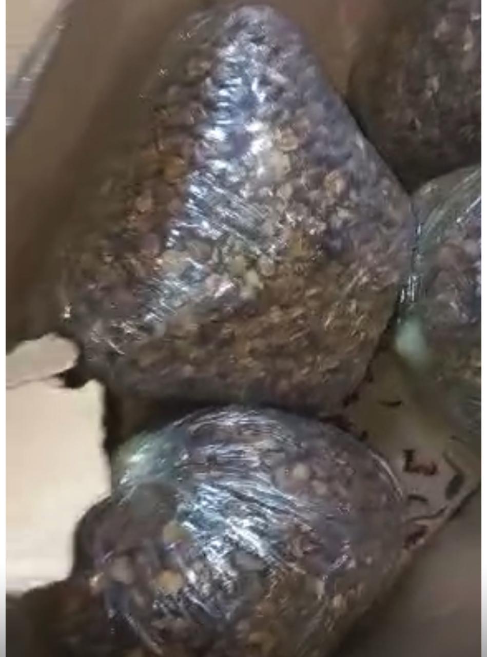 المضبوطات (13)