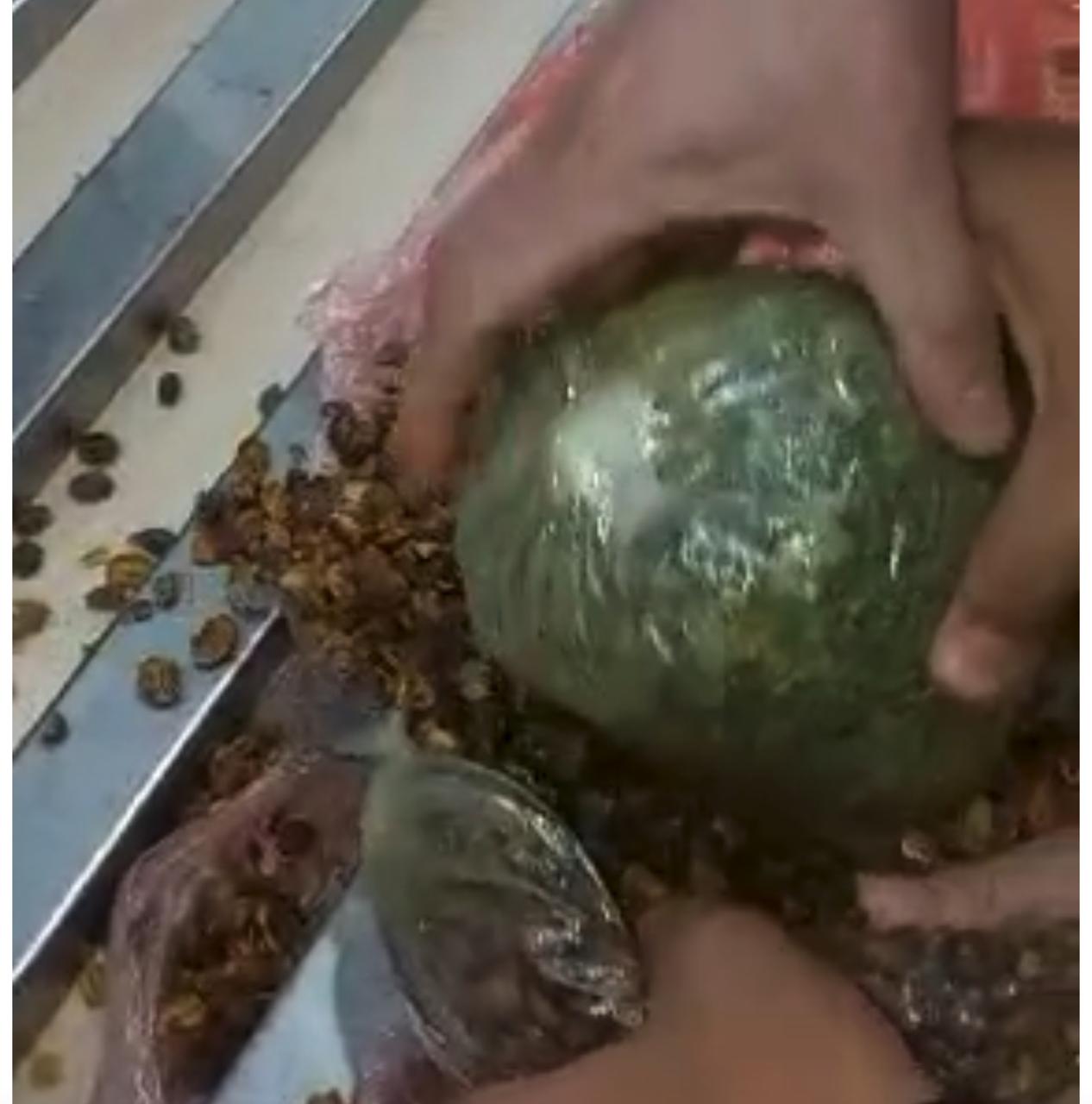 المضبوطات (5)