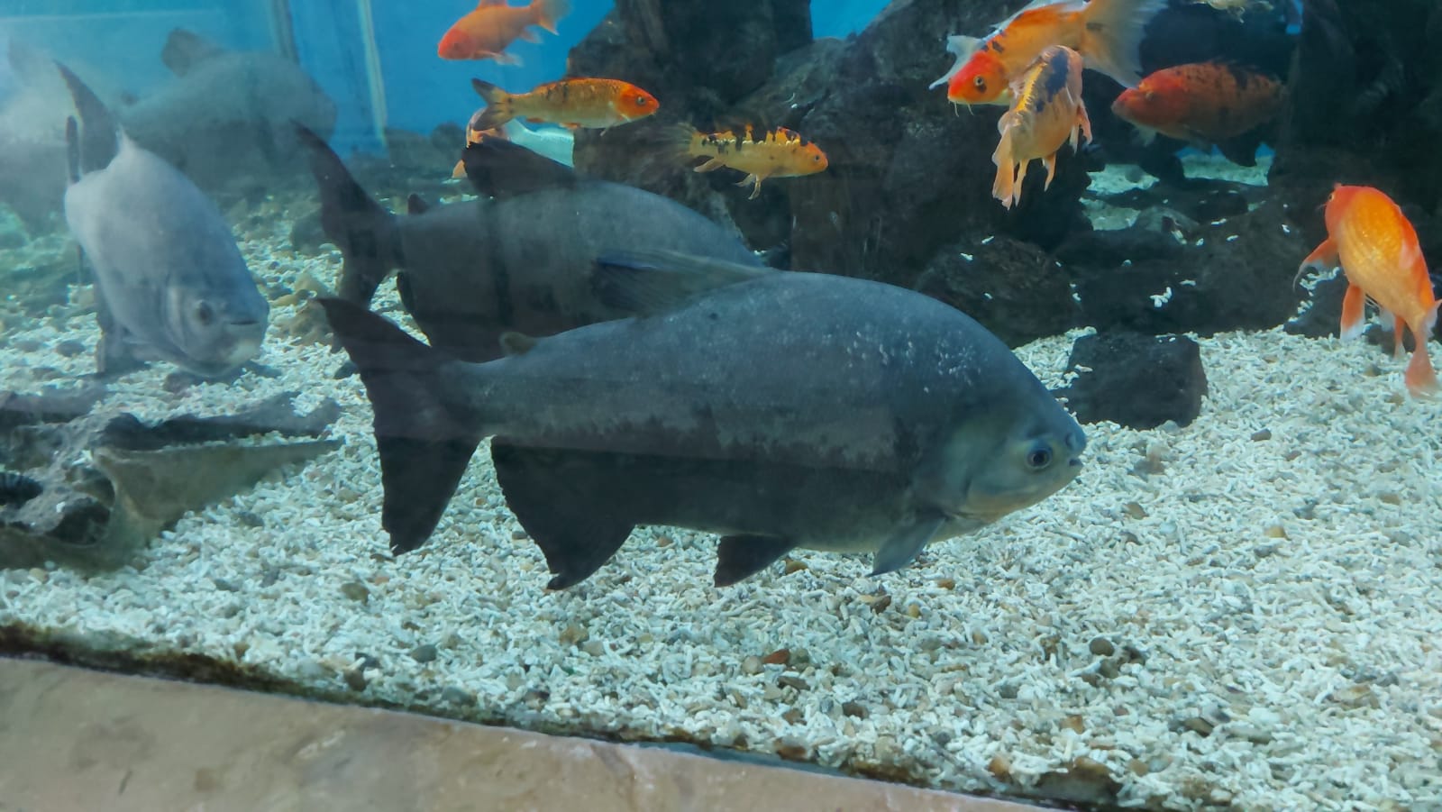 متحف الاحياء المائية 