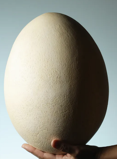 استخدام بيض النعام لإزالة الروائح الكريهة