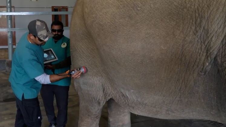 الأفيال فى الهند (2)