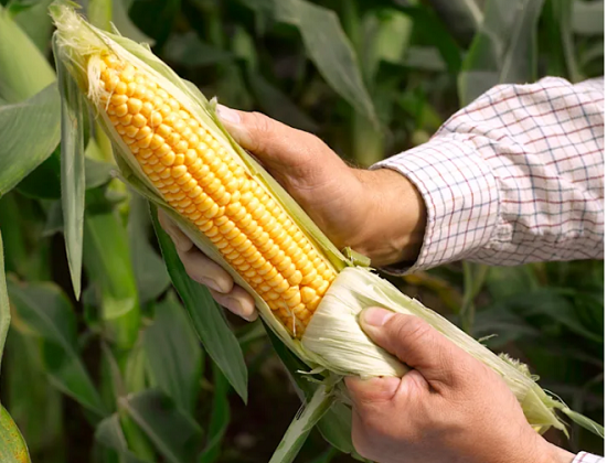 استخدام الذرة كورق تواليت