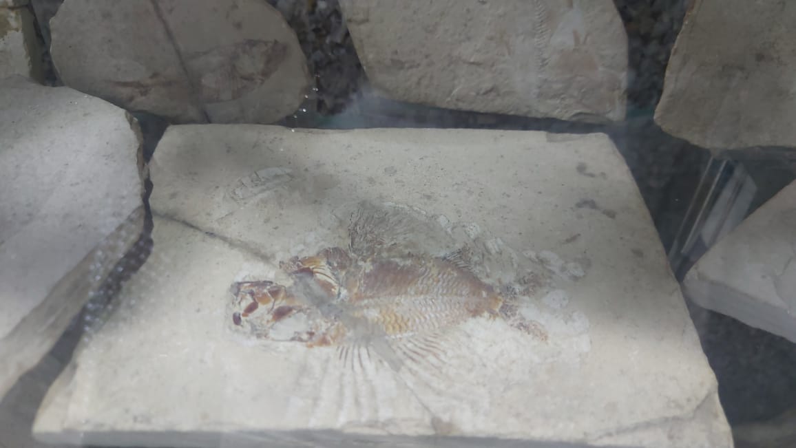 متحف المحنطات (2)