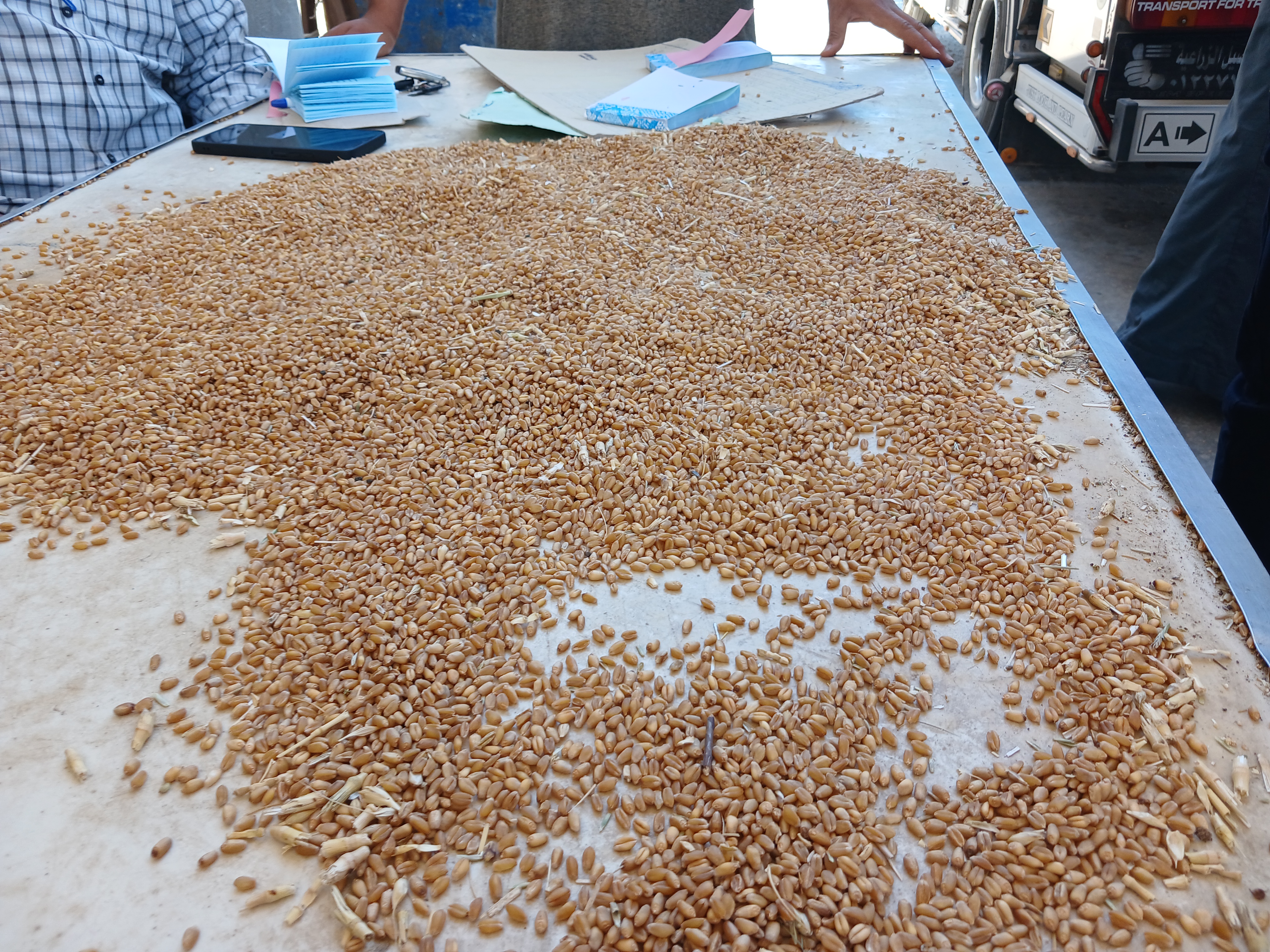 توريد القمح