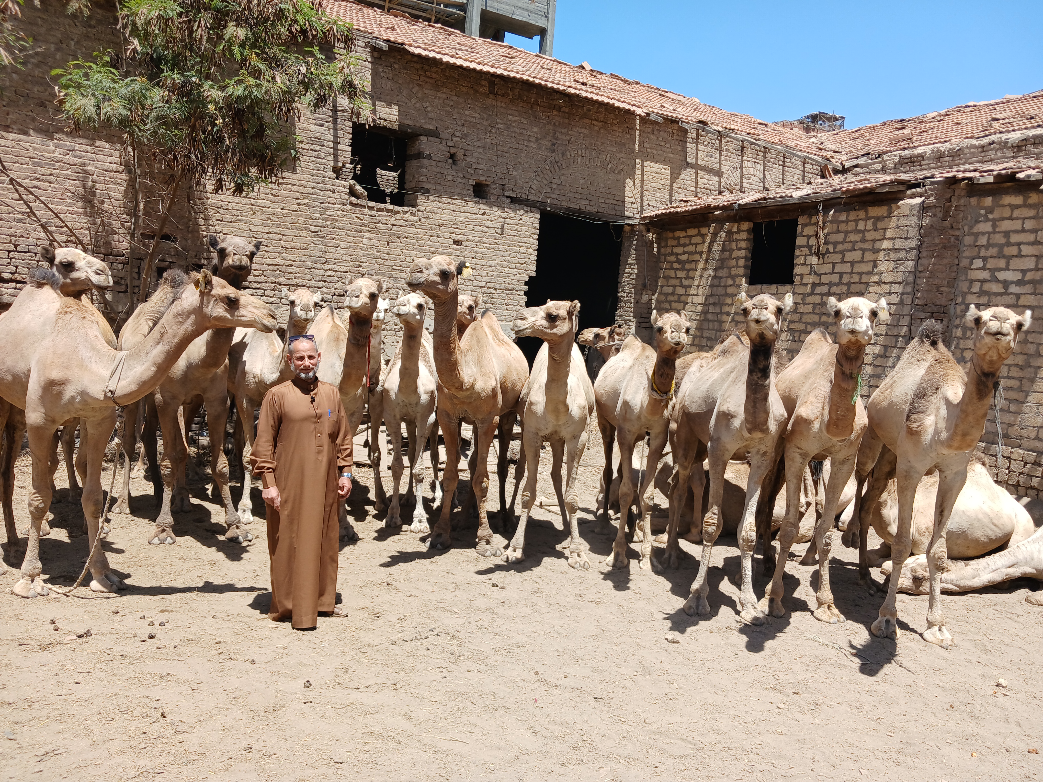 مشروع تسمين الجمال بقرية الجوسق