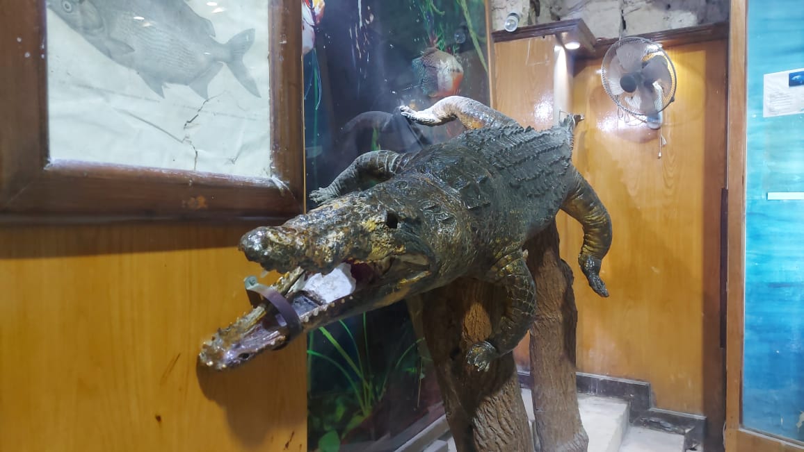 متحف المحنطات 