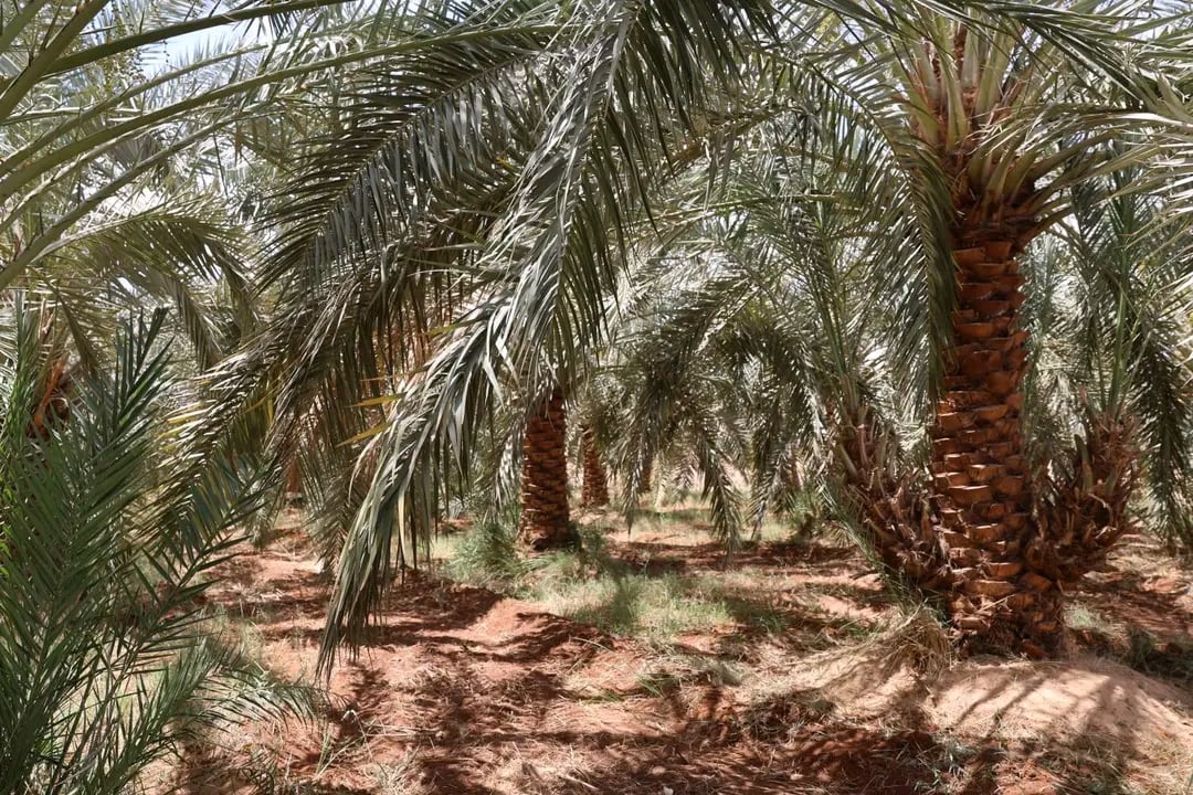 طفيل التريكوجراما افضل مكافحة لأمراض النخيل