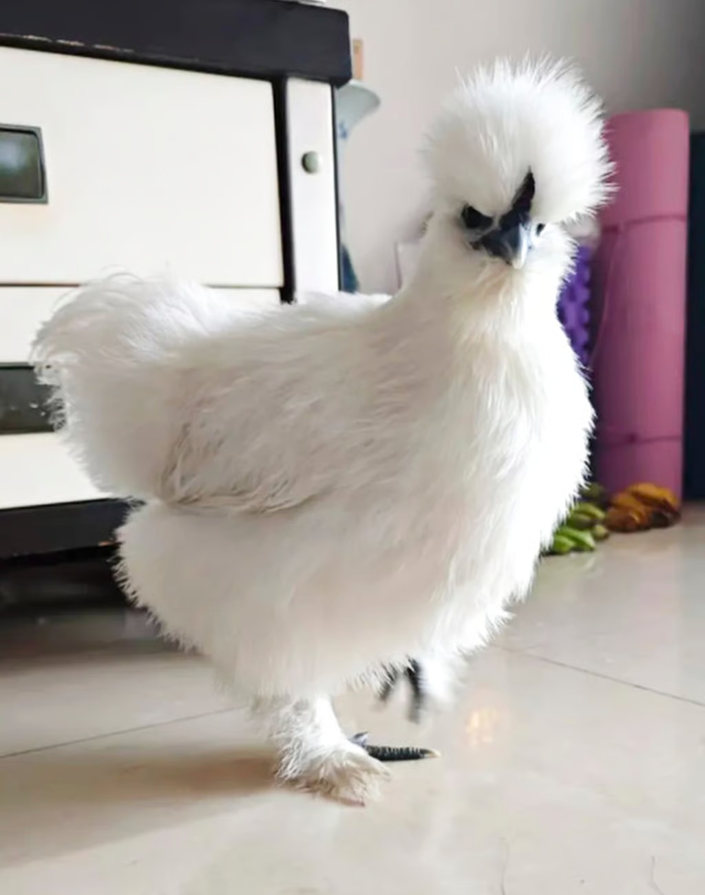 العناية بالدواجن