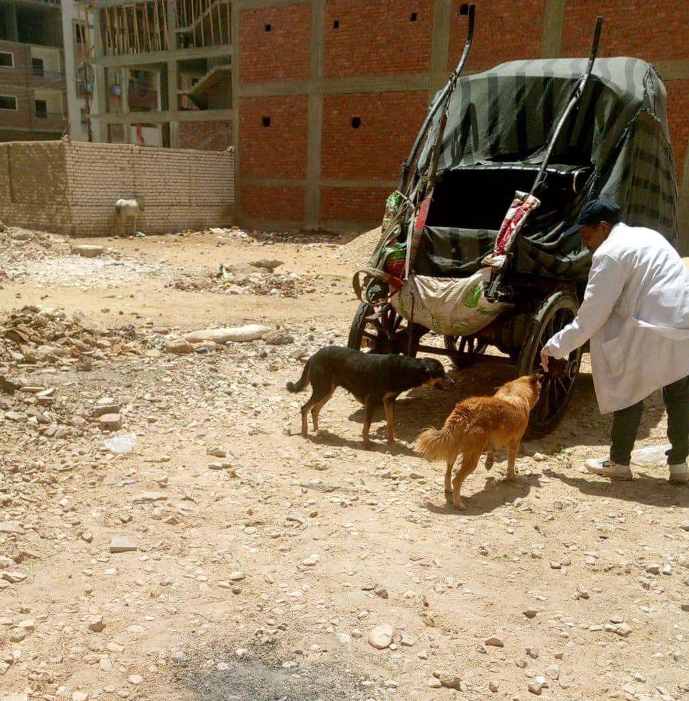 الحملات البيطرية لتحصين الكلاب الحرة ضد السعار