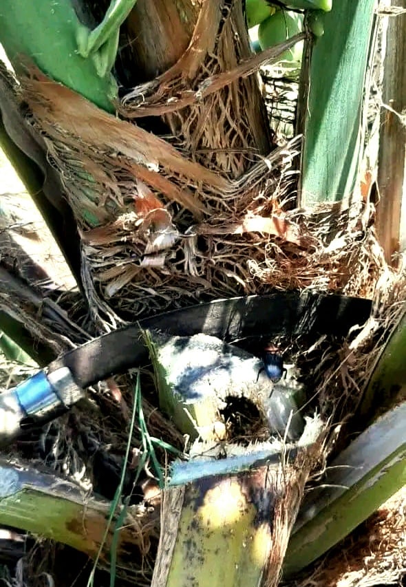 تاثير سوسة النخيل على أشجار النخيل