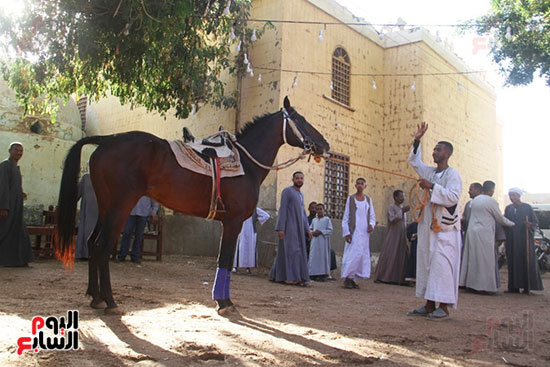 تجهيز الحصان للسباق