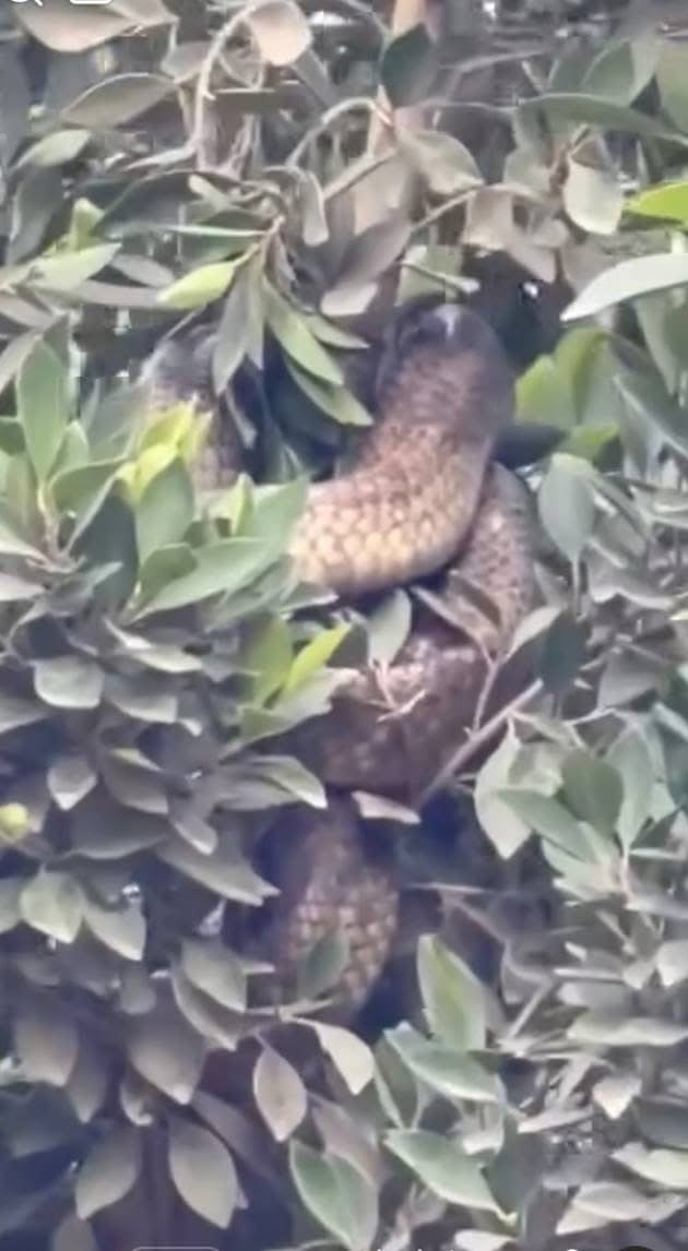 ثعبان الكوبرى فى الغربية