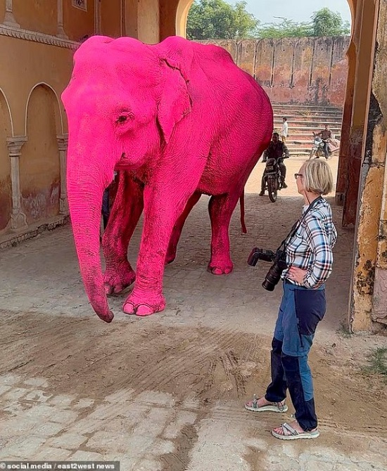 المصورة أمام الفيل الوردى المصورة أمام الفيل الوردى