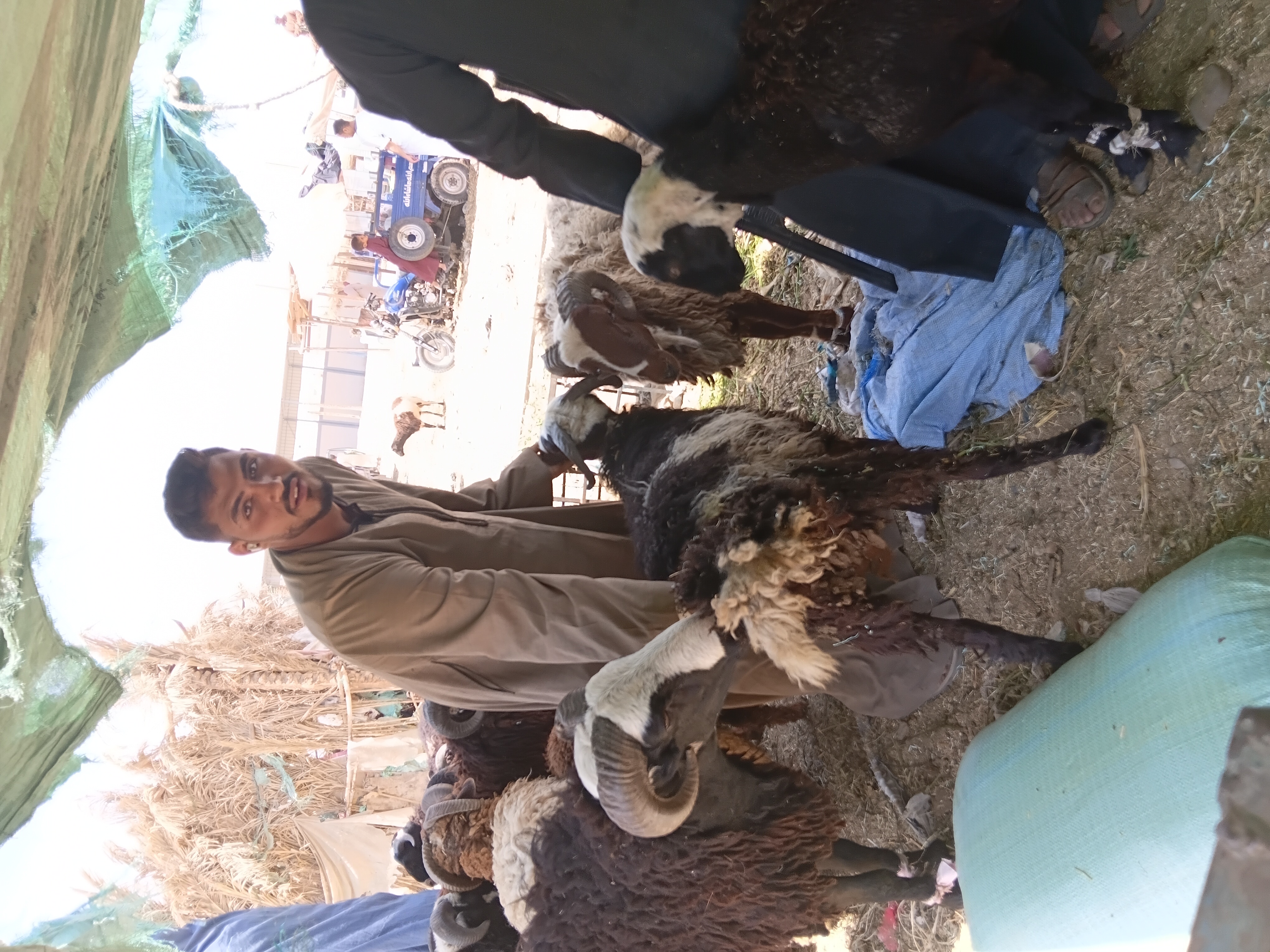 سوق بوير