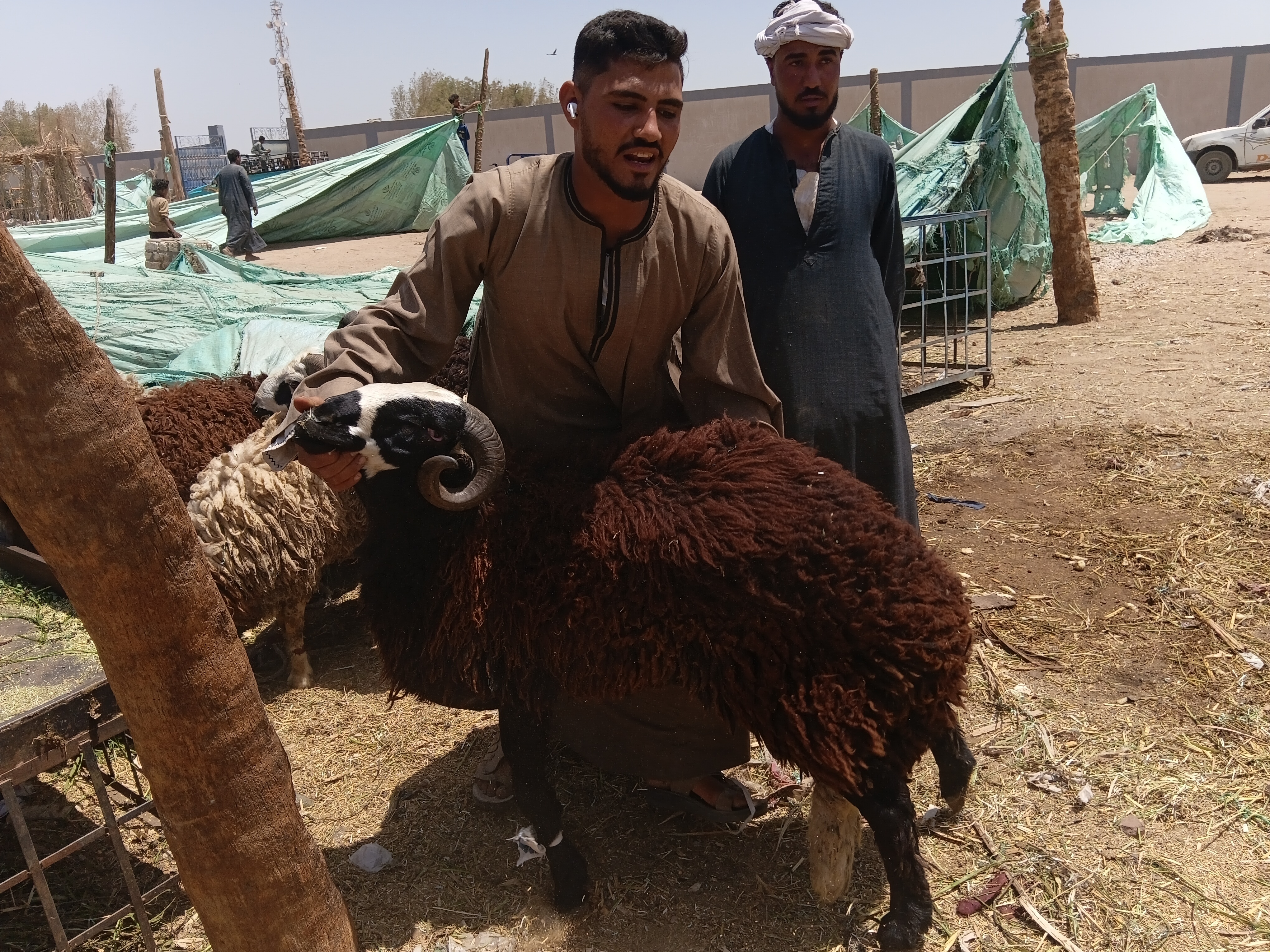 توافر الخراف السمينة