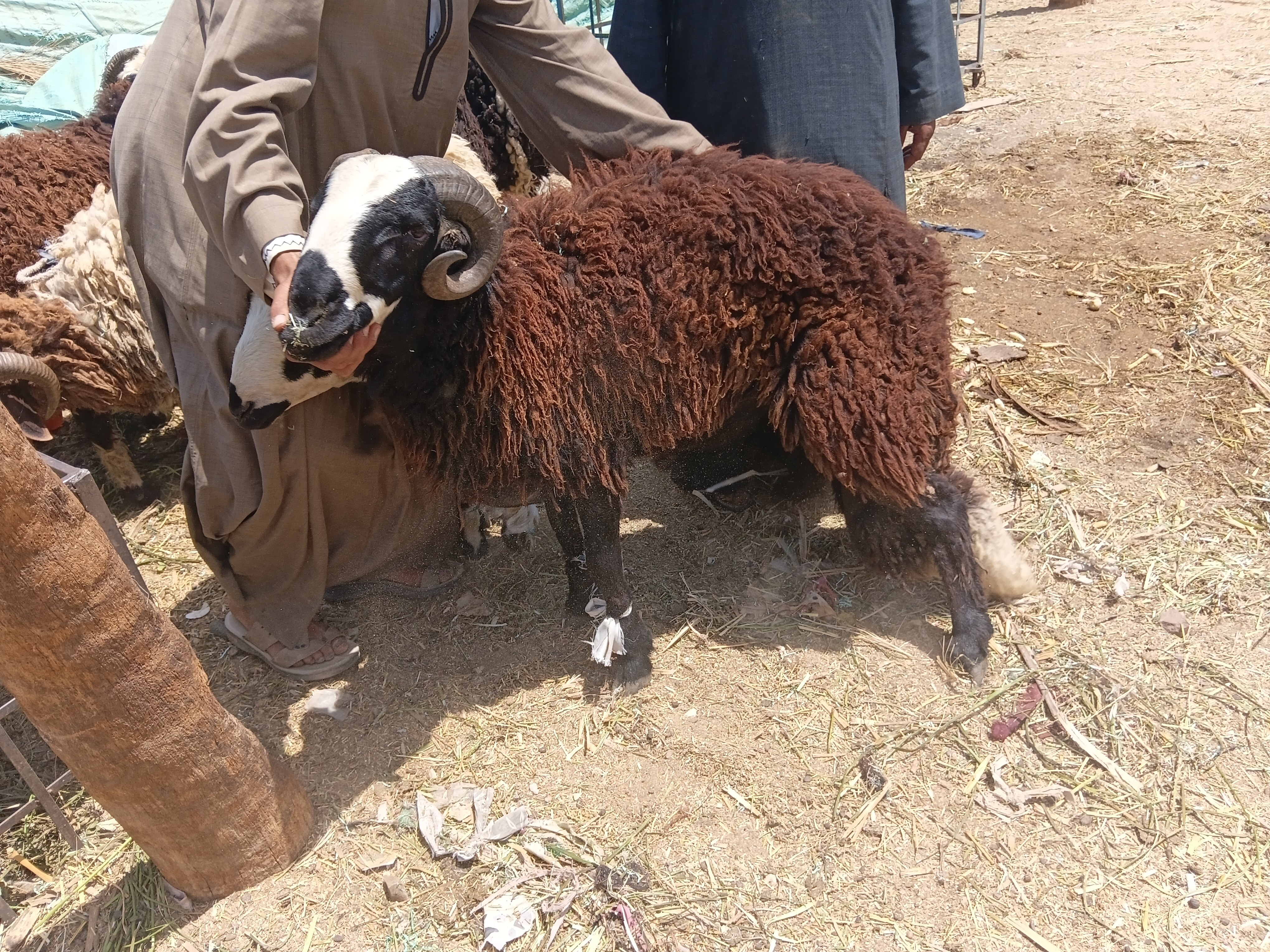 خراف سمينة