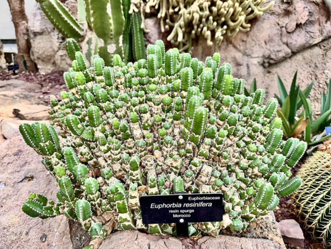 أكثر النباتات حرارة في العالم