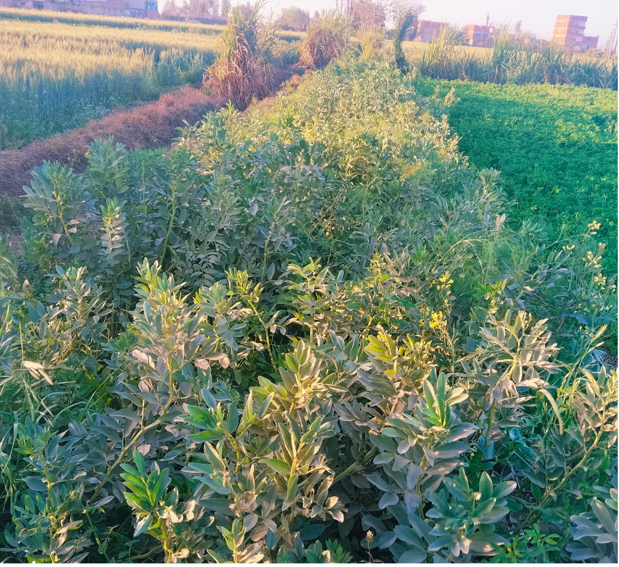 الفرل البلدى الفرل البلدى