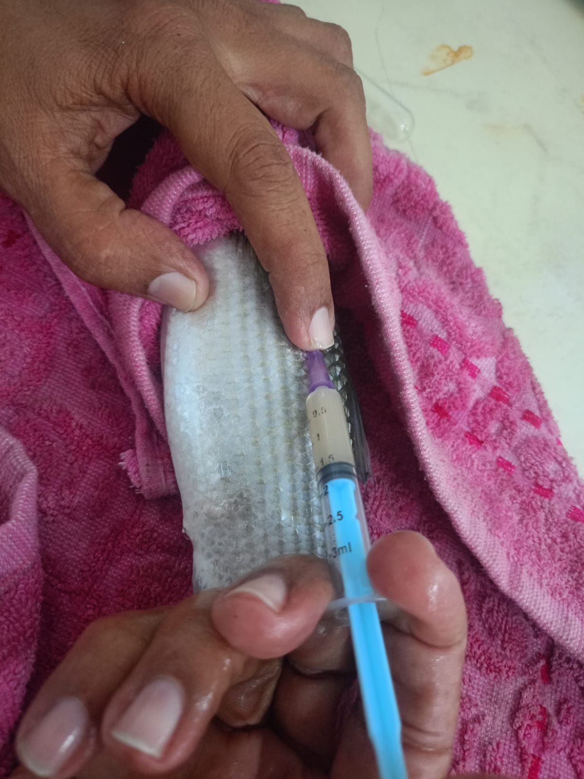 أثناء عملية حقن الأمهات