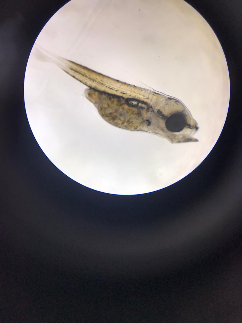 الأسماك فى الأعمار اليرقية الأولى تحت المجهر