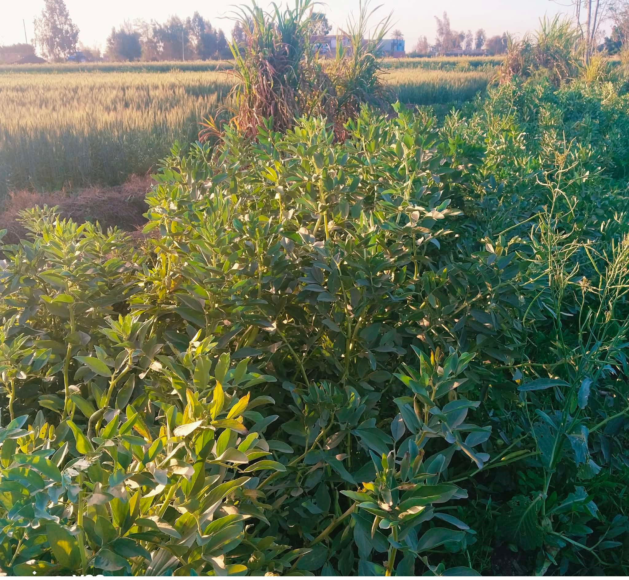 الفول البلدى جاهز للحصاد فى غيطان المنوفية الفول البلدى جاهز للحصاد فى غيطان المنوفية