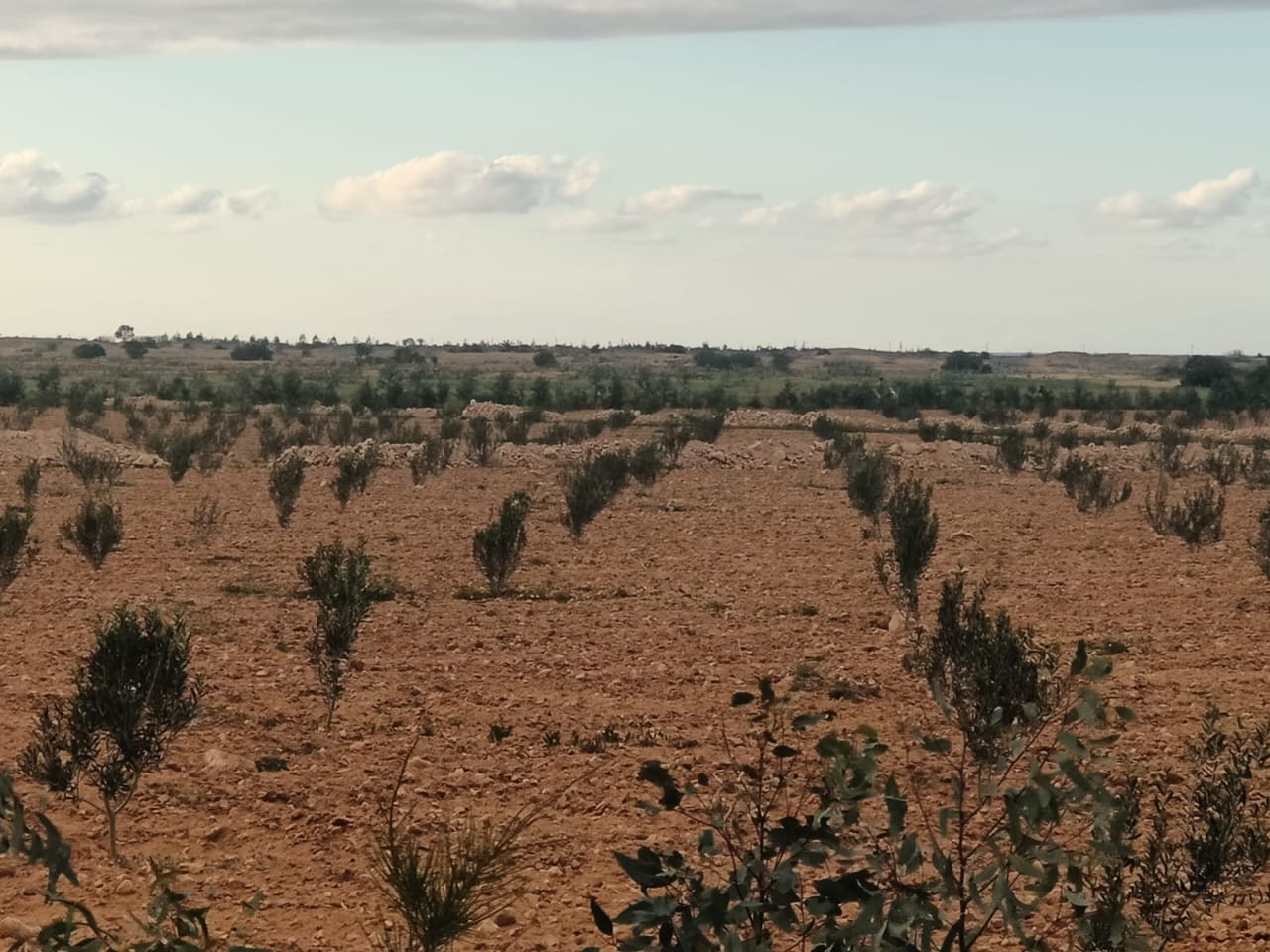 تحسين الممارسات الزراعية يمطروح_1