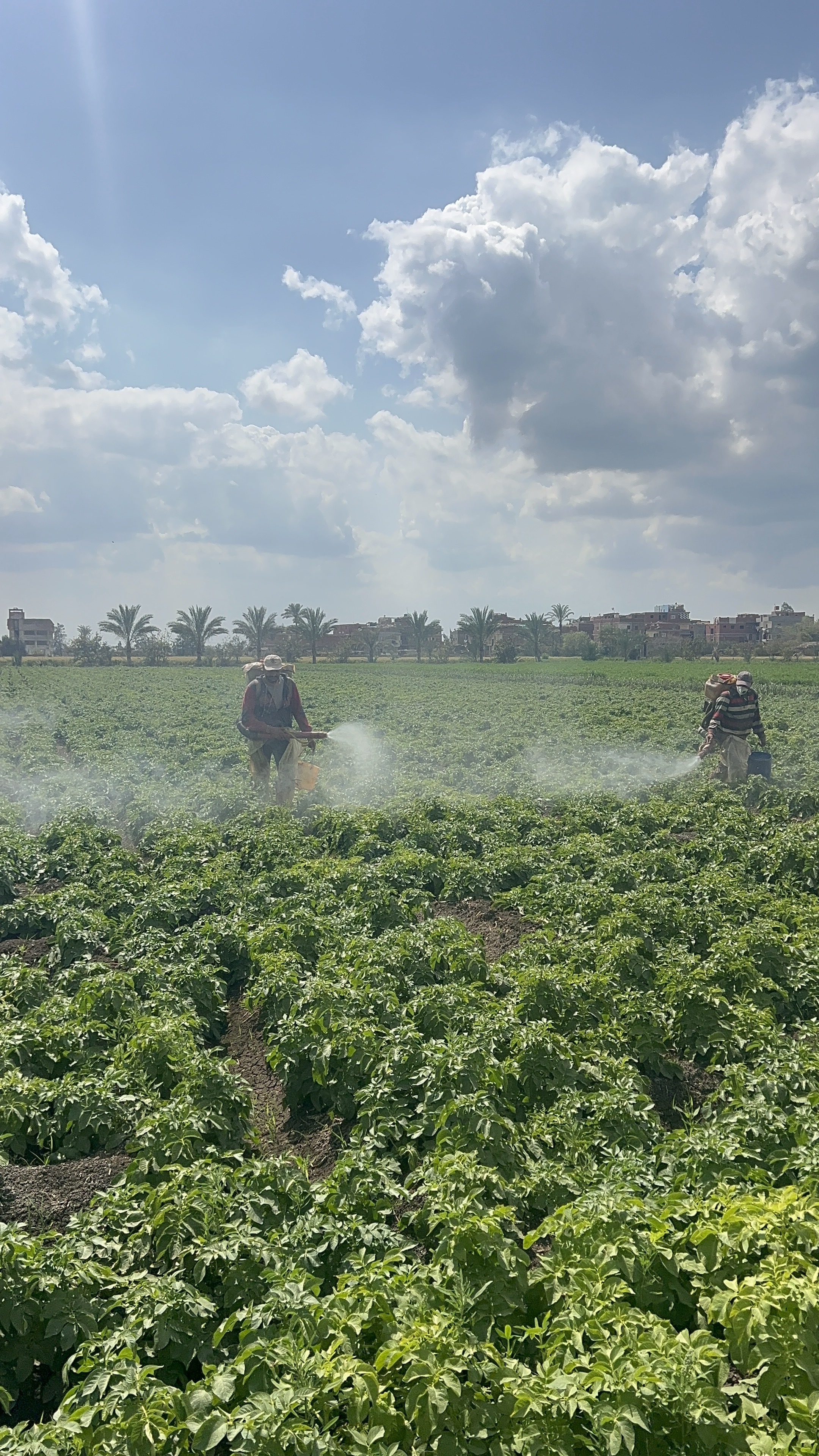 محصول البطاطس